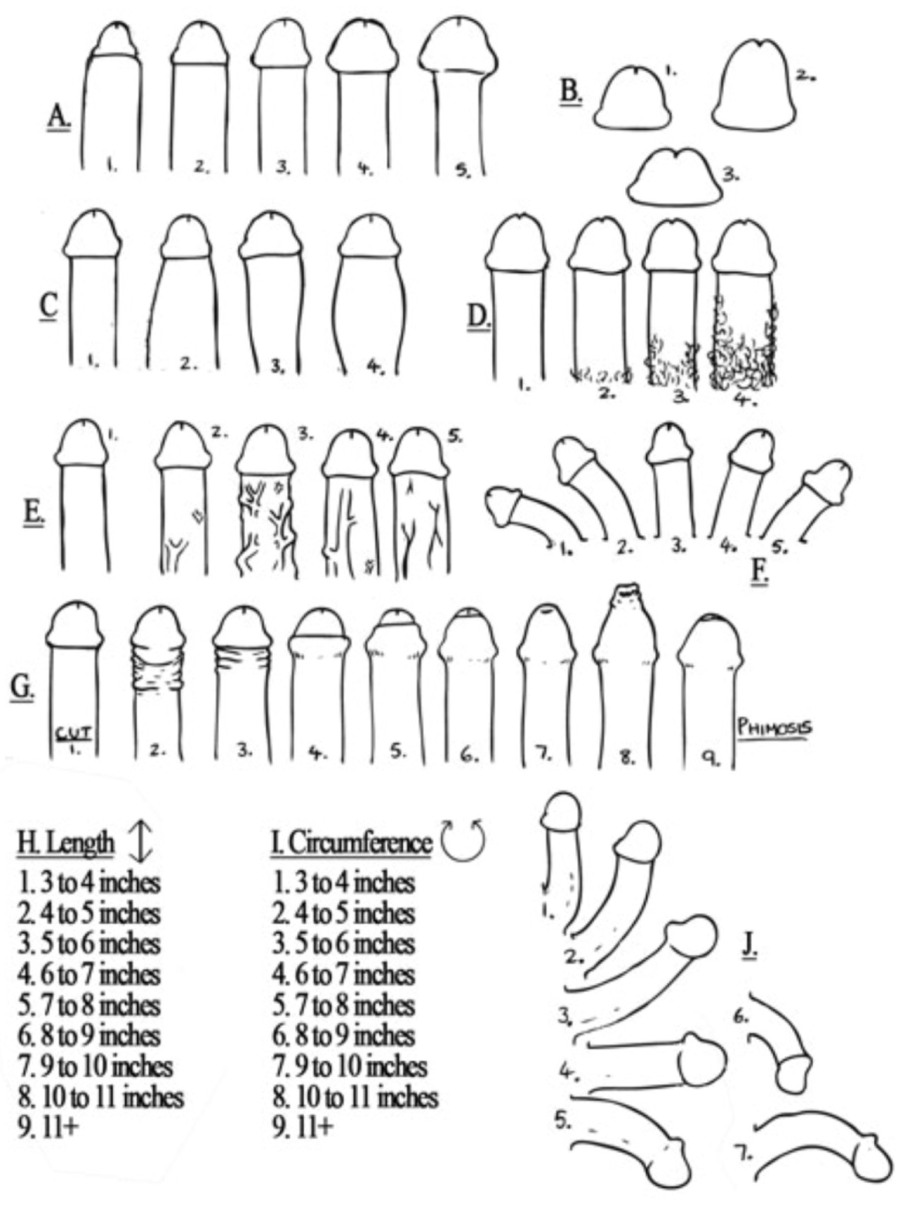Penile Classification