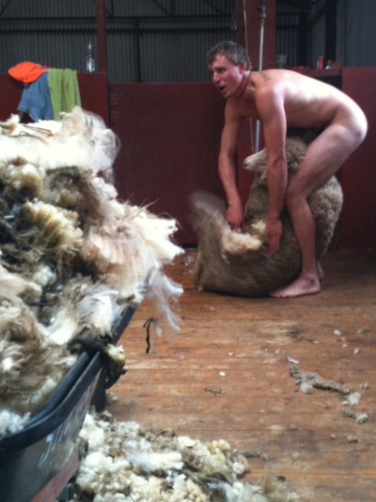 Shearing Sheep